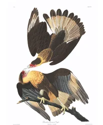 Caracara du Brésil (Polyborus vulgaris)